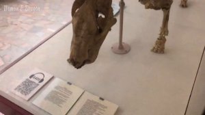 Доисторические животные и вымершие птицы. Палеонтологический музей. ЧАСТЬ 2