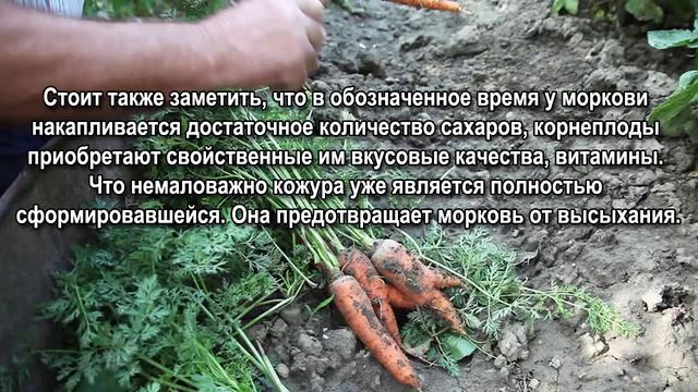 Когда убирать морковь. Сроки уборки моркови.