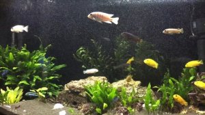 Цихлиды озера Малави (псевдотрофеусы демасони, белый принц и др.) в 350 литрах.