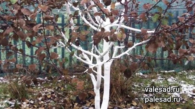 НЕ ОПАЛИ ЛИСТЬЯ НА ДЕРЕВЬЯХ ОСЕНЬЮ! Причины и что нужно сделать.