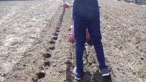 Вспашка и посадка картошки одновременно с  мотокультиватором
