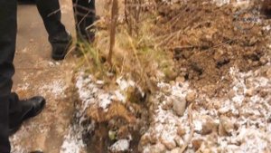 Живая изгородь из ольхи