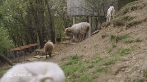 ПОЗНАВЕТЕЛЬНОЕ ВИДЕО ДЛЯ ДЕТЕЙ. ЗВУКИ КРИКИ ЖИВОТНЫХ.#2