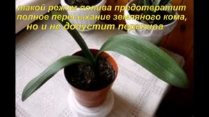 Хобби.Полив ,удобрение и подкормка Кливии
