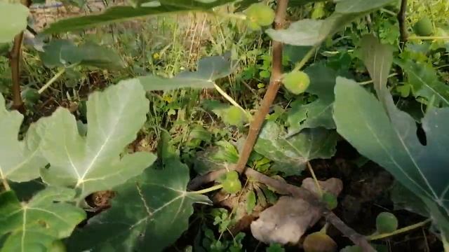 Спасаю инжир от холода. 05 09 2021