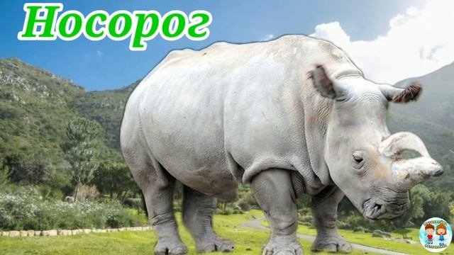 ЖИВОТНЫЕ АФРИКИ / Дикие животные / ПОЗНАВАЙКА РАЗВИВАЙКА
