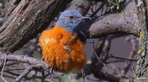 Синий каменный дрозд. Читать описание.