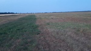 Глифосат на парах! Результат спустя неделю!