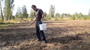 Рожь как сидерат
