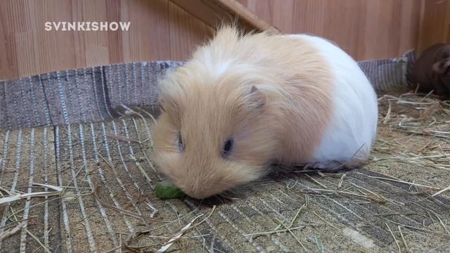 КАК ОХЛАДИТЬ МОРСКУЮ СВИНКУ В ЖАРУ. SvinkiShow смотреть онлайн