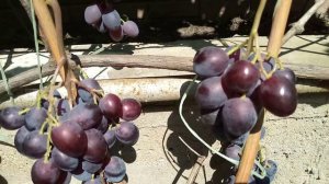 Самый вкусный виноград. Г.ф. КЛУБНИЧНЫЙ. Для любителей мускатных форм.