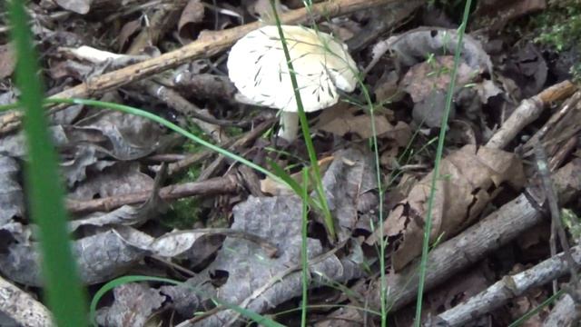 Первые летние съедобные грибы Поплавки белые. Июнь 2017 смотреть онлайн