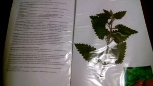 Как сделать гербарий. Пример оформления гербария