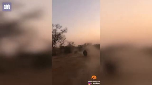 Агрессивный носорог погнался за туристами