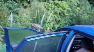 попугаи Кеа ( Nestor notabilis) проверка машины /  wild kea parrot