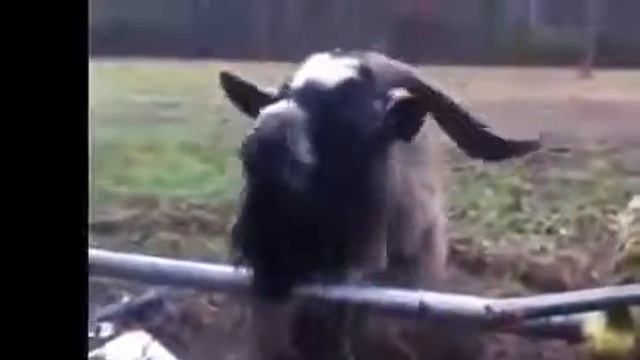 Необычные, но очень забавные звуки Козлов Приколы смотреть онлайн