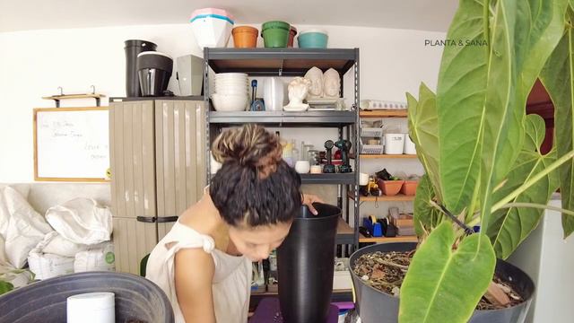 Philodendrons y anturios unos trasplantes muy conversaditos смотреть онлайн