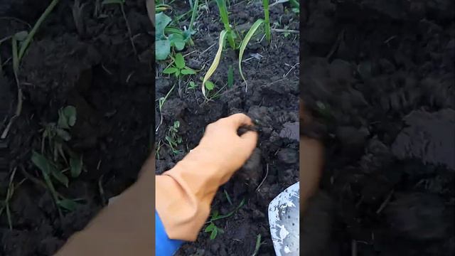Експеримент - саджаємо у землю качан капусти на насіння