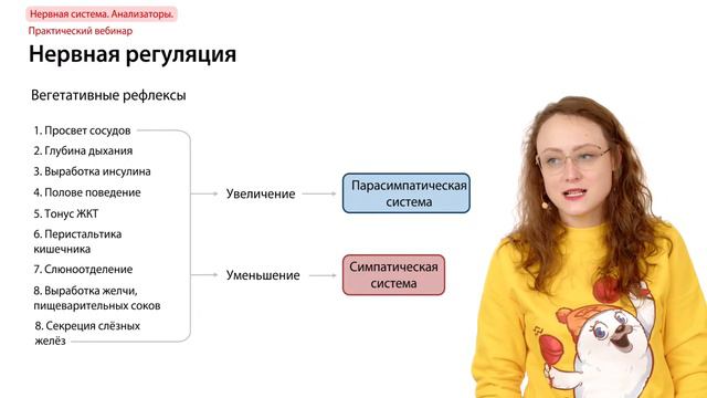 Нервная система. Анализаторы | ЕГЭ-2024 по биологии