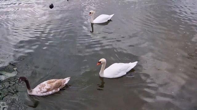 Лебеди с малышами. Малыши выросли и покинули родителей, остался один. смотреть онлайн
