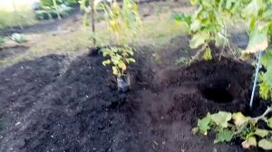 Посадка МАЛИНЫ Ремонтантной "ШАПКА МОНОМАХА"   Очень Хороший СОРТ!!!  4 сентября 2021г.