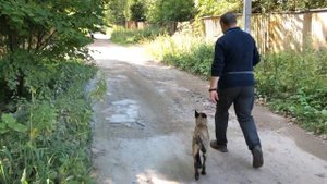 Как начать дрессировку собаки