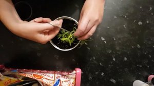 Выращивание гвоздики дома из семян