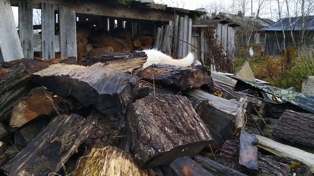 Голубоглазый котенок Снежок.