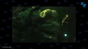 Плащеносная акула - Живой доисторический монстр. Увлекательные и пугающие факты о плащеносных акула