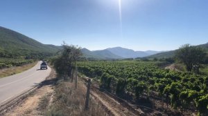 Просто красивый виноградник Крыма