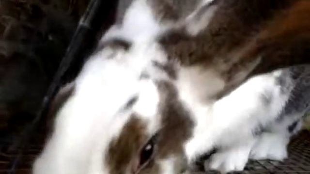 Разведение кроликов породы Бабочка.