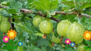 Крыжовник обыкновенный Малахит. Краткий обзор, описание характеристик ribes grossularia Malahit