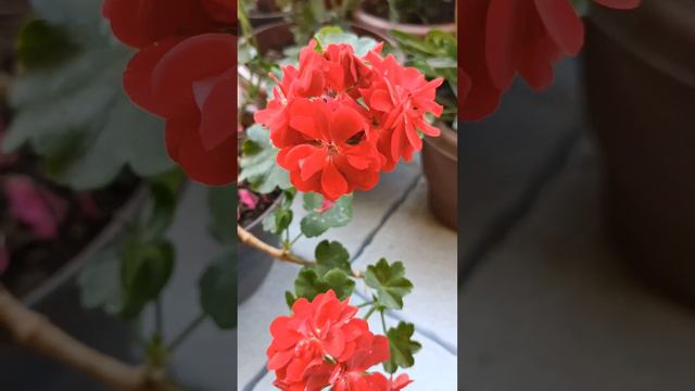 Red Geraniums flowers 🌹#geraniums#plants#wintergarden#winter#gardening#shortsfeed смотреть онлайн