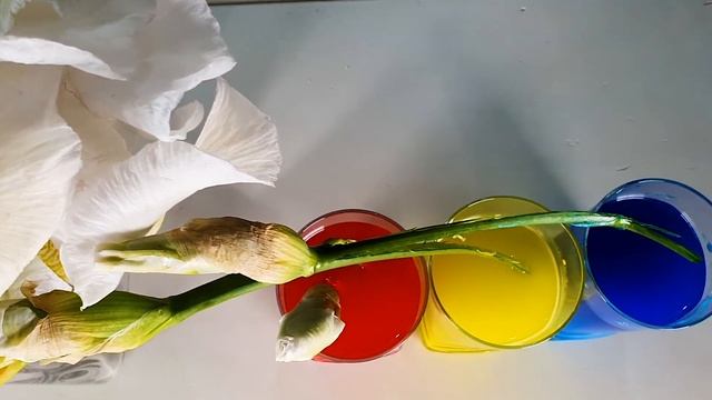 КАК окрасится БЕЛЫЙ цветок, ПЬЮЩИЙ ЗЕЛЕНУЮ, КРАСНУЮ, СИНЮЮ воду? Эксперимент от Марселя и Платона. смотреть онлайн