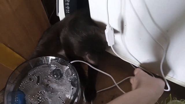 Кошка Ласка кусает корпус и шнур питьевого фонтана для животных, 16.02.2023