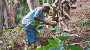 Robertino Loretti - Jamaica