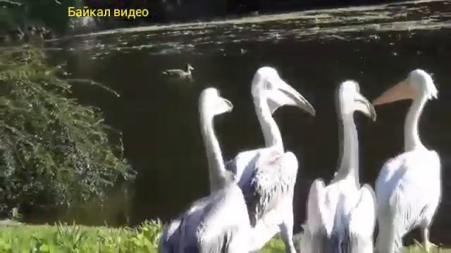 Пеликан съел голубя смотреть онлайн