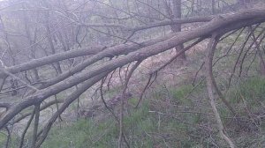 Пилим деревья на участке.