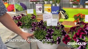 CAST 2023: Crazytunia Cosmic Violet