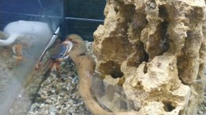 РАДУЖНЫЕ КРАБЫ