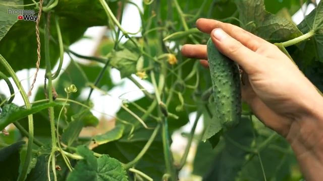 Дайте Огурцам Уксус и Будете Собирать Урожай ВЕДРАМИ ДО КОНЦА ОКТЯБРЯ! смотреть онлайн