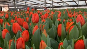 Новинка в нашем « царстве тюльпанов»- Оранж Шерпа-это «бомба»!