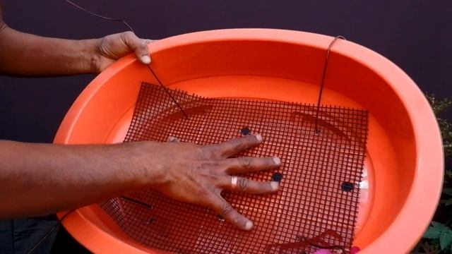 Easiest Way to Make Bougainvillea Bonsai With Update смотреть онлайн