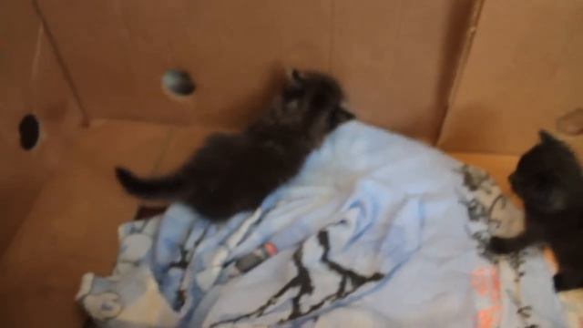 Купить котенка британца. Малыш британец (котенок) играет.