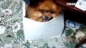 Злой шпиц Собака я