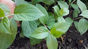 Метельчатые гортензии 🌿Нормирую побеги для черенкования