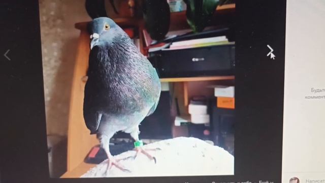 Рассказ о голубях. Третий выпуск. Мелкий смотреть онлайн