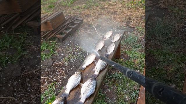 самый эффективный способ чистки рыбы.? смотреть онлайн