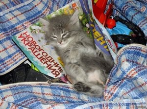 Огромные снеговики любят мороженое, охрана новогодней ёлочки и другие прикольные кадры.