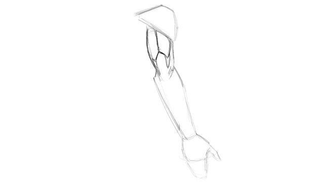 Lesson 03. Drawing the back of the Arm Anatomy